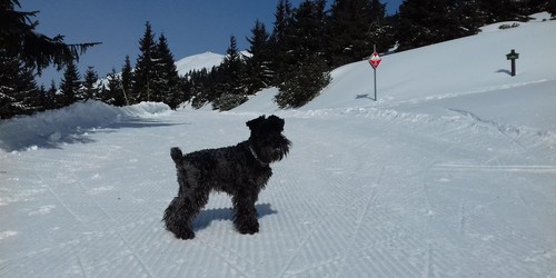 Krkonošská magistrála pod Vrbatkou