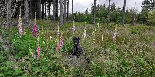  Náprstník červený na Rýchorách
