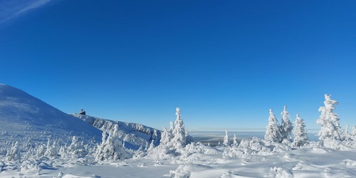 Modro-bílý Violík