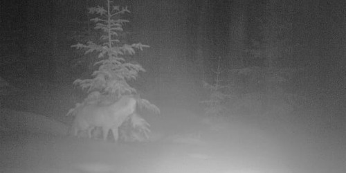 Záznam fotopasti pod Černou horou