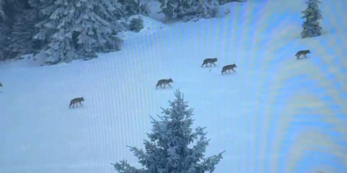 Vlčí rodinka na Pomezkách