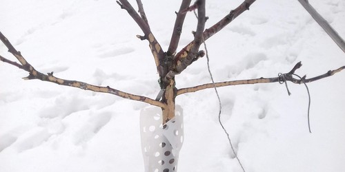 Po navštěvě srnky nebo zajíce u nás v sadu